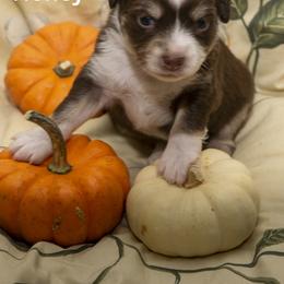 Toy Australian Shepherd Puppies from D'arbonne Aussie