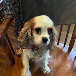 Cavalier King Charles Spaniels from Sandy Cross Kennels