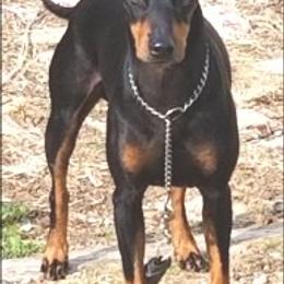Manchester Terriers from WhirlWynd Manchester Terriers