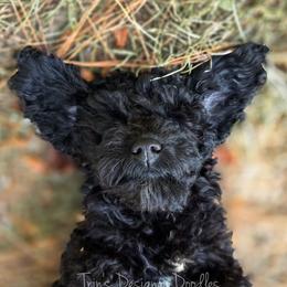 Obsidian - Black and white male Aussiedoodle puppy in Centreville, Mississippi from Trin's Designer Doodles