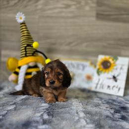 Fanta - Red female Dachshund puppy in Indianapolis, Indiana from Homegrown Hoosier Dachshunds