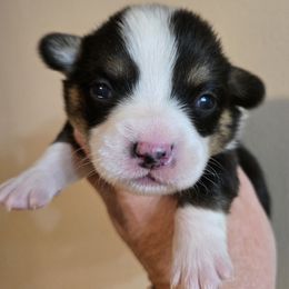 Pembroke Welsh Corgi Puppies from RJ's Corgis