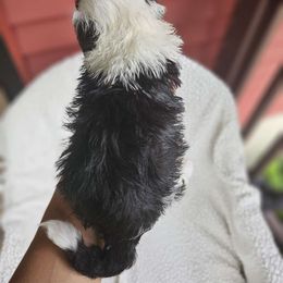 Girl 1 - Black and white Sheepadoodle puppy in Egg Harbor City, New Jersey from Doodles by Starlight