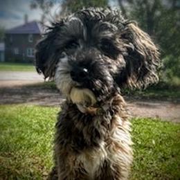 Hudson - Whoodle
