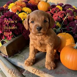 Annie's Golden Boy - Red male Cavapoo puppy in Lavon, Texas from Magnolia Prairie Doodles