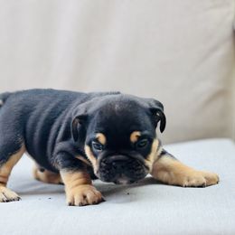 Black Tri - Black tri-color male Bulldog puppy in Amarillo, Texas from Bomb City Bulldogs