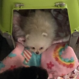 Pomeranian Puppies from Yates Pomeranians