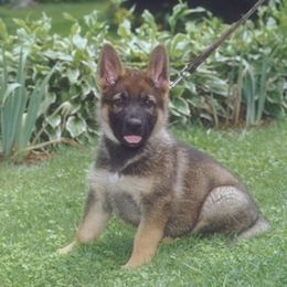 German Shepherd Puppies from Von Lindesfarne