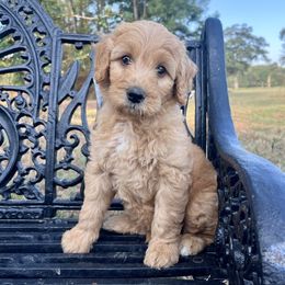 Boy 3 - Apricot male Goldendoodle puppy in Crawford, Mississippi from Magnolia State Poodles and Doodles