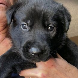 Blue Boy - Black male German Shepherd puppy in Germantown, Ohio from TNT Pups