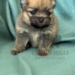 Miranda - Orange sable female Pomeranian puppy in Redlands, California from Torrey Hills Poms