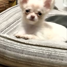 Michelle - Cream and white female Chihuahua puppy in Williamsburg, Virginia from PAWSitive Cheeky Chihuahuas