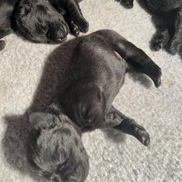 Girl 4 - Labrador Retriever puppy in Menomonee Falls, Wisconsin from Steppinstone Dog Training and Labradors/BC’s