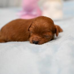 Thumper - Red male Cavapoo puppy in Shelley, Idaho from Grace's Puppies
