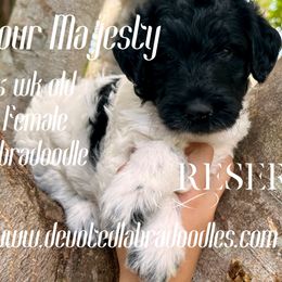 Your Majesty - Labradoodle puppy in Naples, Florida from Devoted Labradoodles