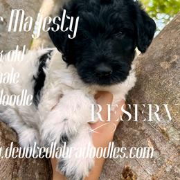 Your Majesty - Labradoodle puppy in Naples, Florida from Devoted Labradoodles