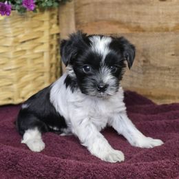 Storm - Parti female Yorkshire Terrier puppy in Mountain Grove, Missouri from Precious Puppies