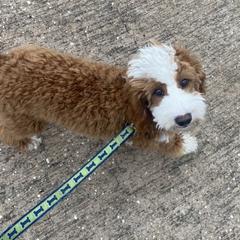 Haven - Goldendoodle