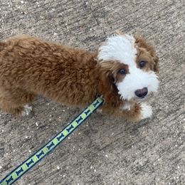 Haven - Goldendoodle