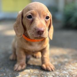 Zach - Red male Dachshund puppy in Huntsville, Alabama from Bryant’s Miniature Dachshunds