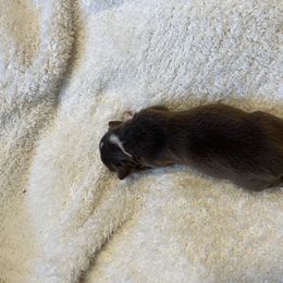 Girl 1 - Red tri female Miniature Australian Shepherd puppy in Hesperia, California from Ruby’s Reds Mini Aussies