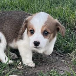 Pembroke Welsh Corgi Puppies from JD's Corgi Kennel