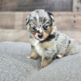 B - Blue merle male Miniature Australian Shepherd puppy in Killen, Alabama from Wilkers Wholehearted Mini Aussies