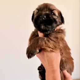 Mr Orange - Wheaten male Soft Coated Wheaten Terrier puppy in Fowler, Ohio from Warzalas wheatens