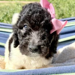 Luna - Parti female Poodle puppy in Meadowbrook, California from Standard Poodle Pups