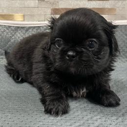 Full AKC Male - Black male Pekingese puppy in Hustontown, Pennsylvania from Triple I Pekes