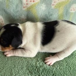Thumper - White black and tan male Rat Terrier puppy in Lebanon, Virginia from Majestic Valley Farms