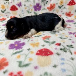 Casanova - Piebald male Dachshund puppy in Nampa, Idaho from 208 Wiener Wiggle Butts LLC