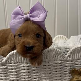 Daisy - Red female Cavapoo puppy in Knoxville, Tennessee from Dukes Forever Doodles