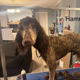 Hamilton - Phantom Poodle puppy in Saltville, Virginia from Tumbling Creek Poodles and Doodles