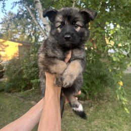 German Shepherd Puppies from Fancy GSDs