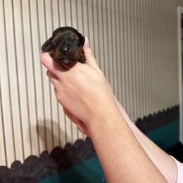 Male 3 - Sable male Dachshund puppy in Houma, Louisiana from Portier’s Mini Dachshunds