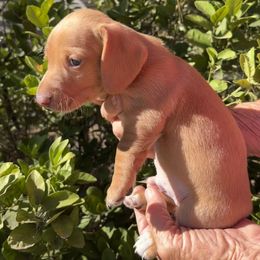 Puppy 5 - Red male Dachshund puppy in Riverside, California from Saddle Up Dachshunds