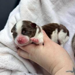 Trouble - Chocolate parti male Pomeranian puppy in Bogata, Texas from Kerrie’s Pomeranian
