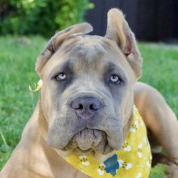 Cane Corso from Mudville Cane Corso