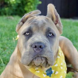 Cane Corso from Mudville Cane Corso