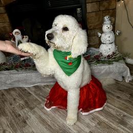 Dolly - Goldendoodle