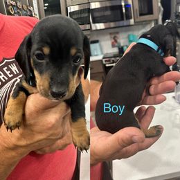 Winston - Black and tan male Dachshund puppy in Spokane, Washington from Woyak Weenies