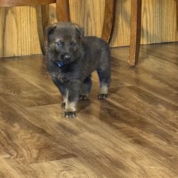 Purple - Sable female German Shepherd puppy in Ottawa, Kansas from Weberhaus German Shepherds