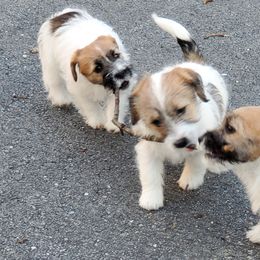 Russell Terriers from Spotswood Jacks