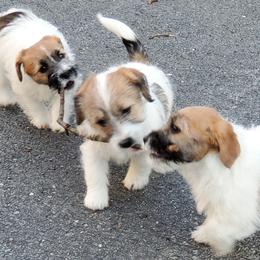 Russell Terriers from Spotswood Jacks