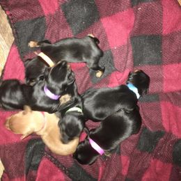 Miniature Pinscher Puppies from Snomoon Miniature Pinschers
