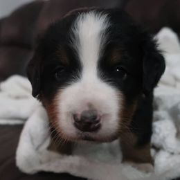 Bernese Mountain Dog Puppies from Emerald Acres Bernese