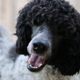Poodles from Selah Standards