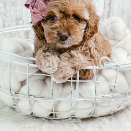 Zafrina - Golden female Cockapoo puppy in Otisville, Michigan from Danie’s Darling Doodles LLC