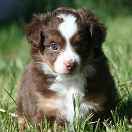 Miniature Australian Shepherds from Eagle Creek Aussies